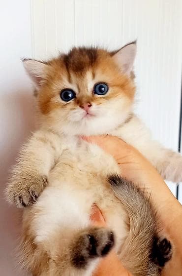 pişik cutləşdirilir: Britan, Erkək, Dişi, Yaxşı əllərə, Ünvandan götürmə — 3