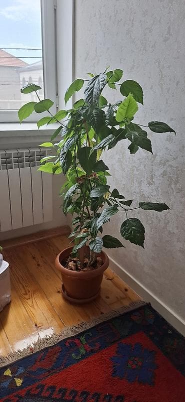 hilba bitkisi: Hibiskus (Çin qızılgülü), torfa əkilib - Hündürlüyü təxminən 120–150 — 7