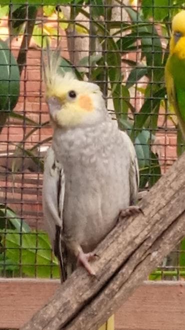 ev qus: Nimfa (Cockatiel) tutuquşu - Növ: Nimfa (Nymphicus hollandicus) - — 1