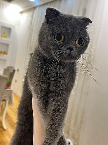 Şotland, Yaxşı əllərə