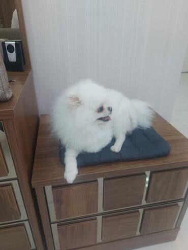 bala afcarka: Şpitz — 1