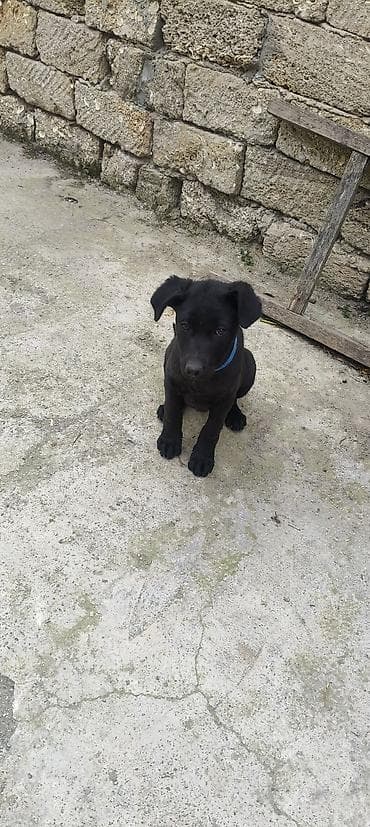 top 3 ev heyvanları: Labrador-retriver, 3 ay, Dişi, Peyvəndli, Ünvandan götürmə — 5