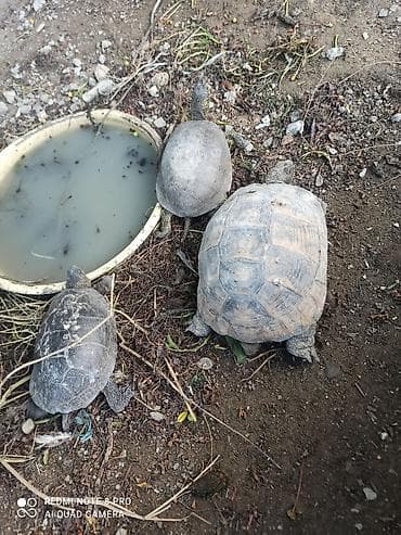 Quru tisbaxalar 2 edeti biri xırda el boyda biri ise çox böyükdür lalafo.az -da Quru tisbaxalar 2 edeti biri xırda el boyda biri ise çox böyükdür