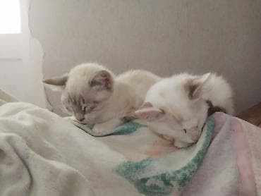 кот: Самец, Самка, В добрые руки — 6