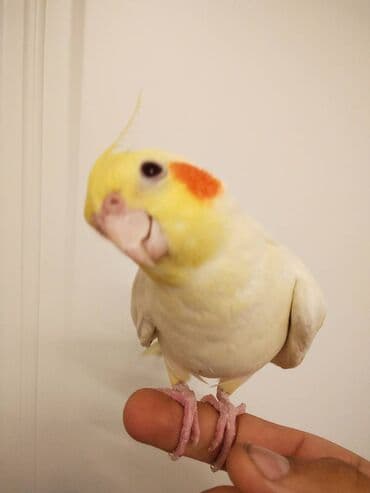 qarğa satışı: Korella Tutuquşu satılır Salam Adı lilla Tam el qusudur Dislemir — 2