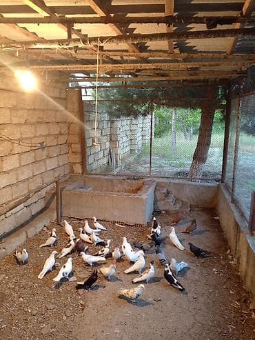 ucuz itlerin satisi: Hamsın tergidirem 30 35 quşdu damda xırda bala da var yuxurta da var — 2