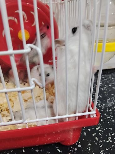 Heyvanlar üçün mallar: Cırtdan hamsterlər – qəfəs və aksesuarları ilə Məhsul təsviri: - — 10