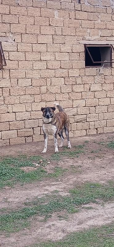 zvanok itler satisi: 1 il, Erkek, Peyvəndli, Ödənişli çatdırılma — 5