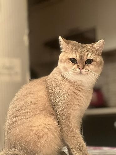 pisik ucun evler: Britan — 2