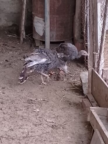 Inəklər, öküzlər: Məhsul: Hinduşka balaları (tovuzquşu deyil, ev quşu – turkey poults) — 3