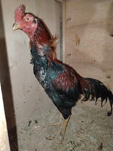 sumatra xoruz: Saglam gözəl nəsili heyvan axdaranlar gəlsin heyvan mamcı usdasdı — 1