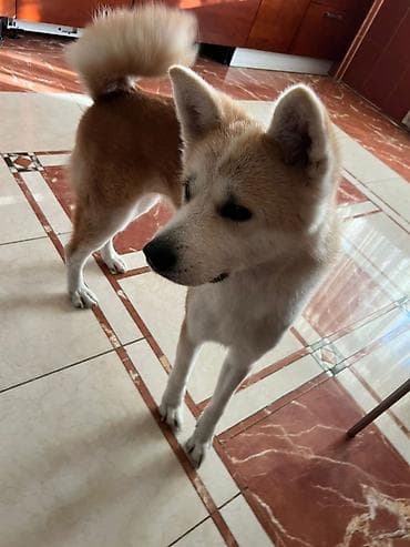 taxta polka: Düz masa, Stulsuz, Polkalı, Siyirməli, Sadə laminat — 2