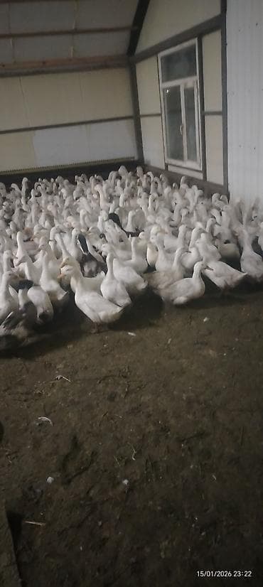 Птицы: Məhsul: Ördək sürüsü Təsvir: - Qapalı tövlədə saxlanılan iri sayda ağ — 1
