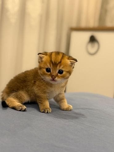 chinchilla kedi: Shotland və Gold Şinşilla qarışığı balalar - Yaş: 1 aylıq balalar - — 1
