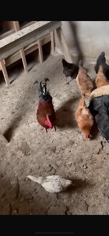 Другие с/х животные: Qarışıq yerli toyuq 14 ədəd toyuğ 4 ədəd xoruzdu hamsıda super — 6