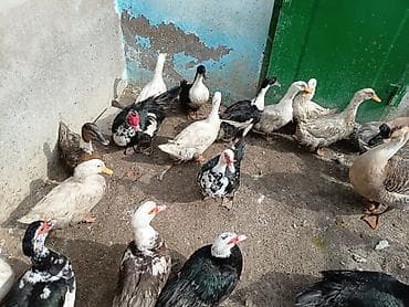 Собаки: Lal ördekler ve dili ördekler satilir ünvan müsfiq — 3