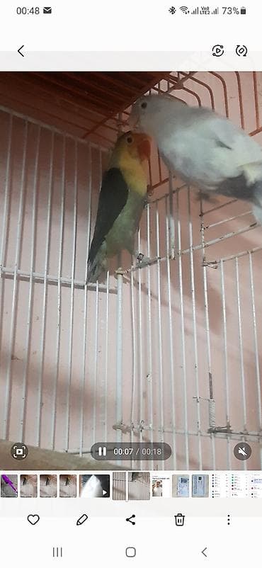 sebzi quşu: Məhsul: Sevgi quşları (Lovebird cütü) Təsvir: - Şəkillərdə iki sevgi — 3