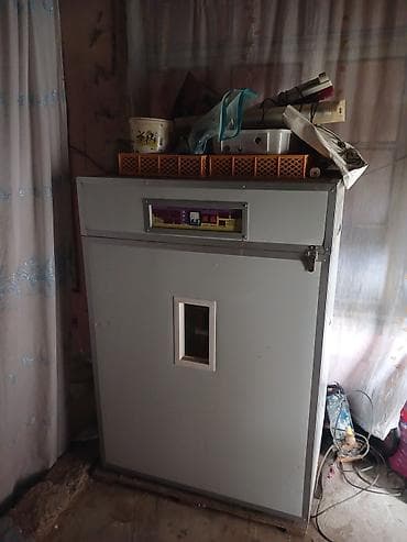 Avtoservis avadanlıqları: 1100 yumurta — 3