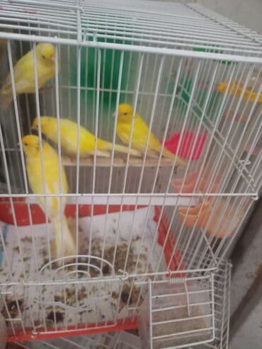 amadin yuvası: Erkeyler 1 eded 70m ela oxuyurlar — 5