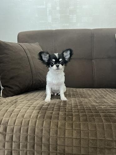 Çixuahua, 3 ay, Erkek, Peyvəndli, Ödənişli çatdırılma