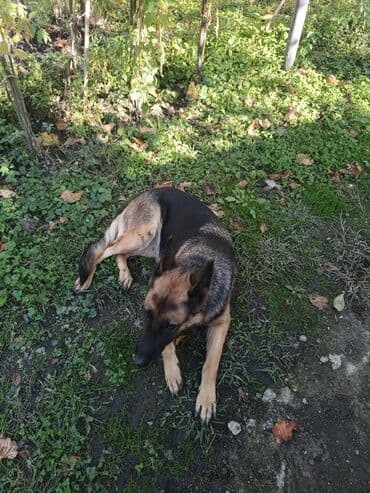 su meymunu: Alman çoban iti, 1 il, Dişi, Peyvəndli, Ünvandan götürmə — 6