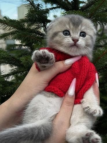 Geyimlər: Blue shinshilla — 9