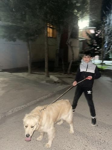 it qiymetleri: Retriever — 1