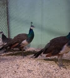 Gəmiricilər: Tovuz quzu 7 aylıq xoruz lar satılır tam saglam butun vaksinləri — 2