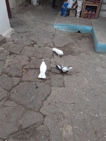 bugda qiymeti: 2 erkey 1 maya 3nin qiymeti 20 az 13 14 18 tukduler — 2