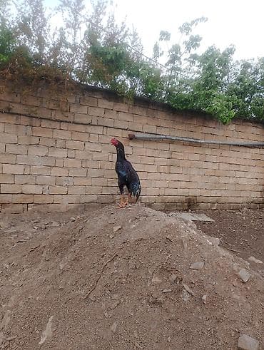 kənd təsərrüfatı heyvanları: Aseel tipli xoruz - Cins: Aseel (uzun boylu, əzələli quruluş, qalın — 4