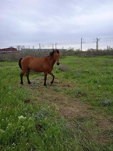 at satilir: Dişi, il: 5, Ünvandan götürmə — 3