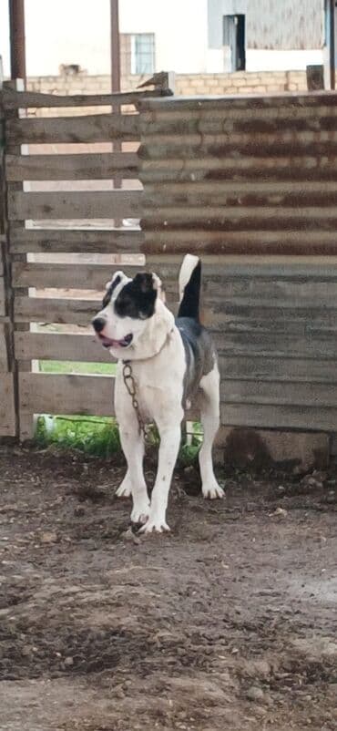 İtlər: Qurdbasar, 1 il, Erkek, Peyvəndli, Ödənişli çatdırılma — 3