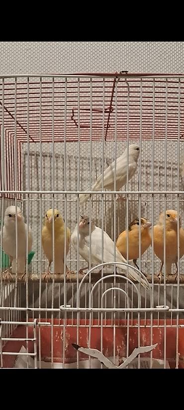 Cavan quşlar satılır Erkək və maya 50 m başlayır