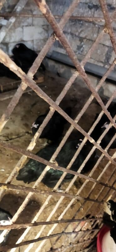 Heyvanlar üçün mallar: Toyuq, Damazlıq — 6