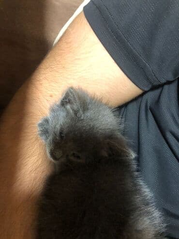 pişiklər bala: Britan, Erkək, Yaxşı əllərə, Ünvandan götürmə — 4