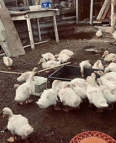 balaca quzu: Məhsul: Ördək balaları (tək-tək və ya qrup halında) Təsvir: - — 1
