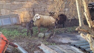 Volkswagen: Birinci qarinadi - Ana qoyun: yerli cins, uzun yunlu, ağız-sifət ağ — 1