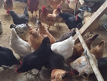 Собаки: Курица, Для яиц — 5