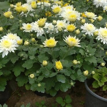 topdan gül satışı: Xrizantema payızgüllərinin topdan və pərakəndə satışı. Qiymətlər — 16