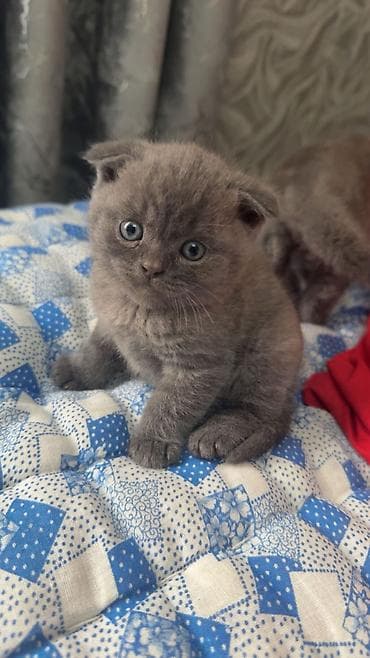 scottish: Şotland yastı qulaq, Erkək, Dişi — 4