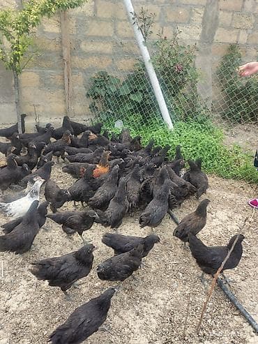 toyuq satilir: 🐔 Astroloq Toyuqun yumurtaları və cücələri satışda! Şəkildə qeyd — 1