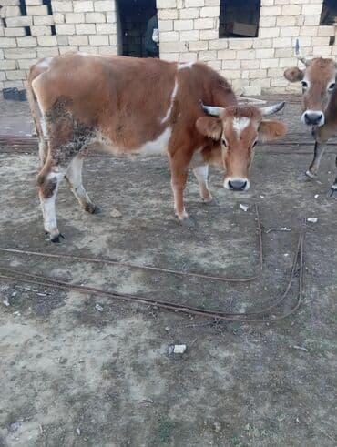 Dişi, Simental, il: 3, 300 kq, Damazlıq, Südlük, Ətlik