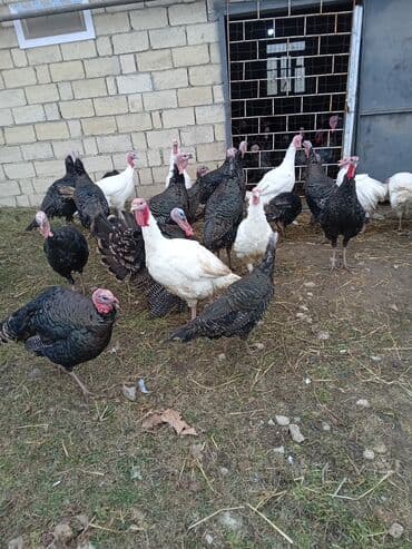 pekines satışı: Məhsul: Hinduşka sürüsü Təsvir: - Şəkillərdə olan sağlam, iriqaşlı — 4