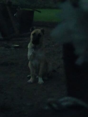 ov iti: Kanqal — 2