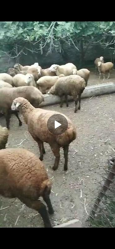 cuce satisi: 21 qoyun kom satilir — 2