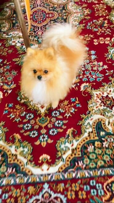 дрессировка собак баку: Şpitz — 8