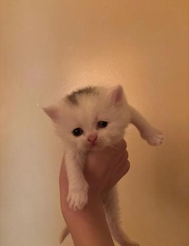 tuksuz pişik: Şotland, Dişi, Yaxşı əllərə, Rayonlara çatdırılma — 2