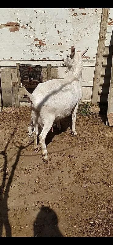 Gəmiricilər: Safqan Saanen dişi südlü keçi. Xüsusiyyətlər: - Süd istiqamətli, iri — 5