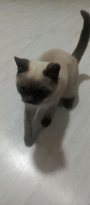 pişik ucun qab: Siam — 3