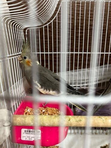 Другие животные: Korella tutuquşu Sarı Ana 1 yaş bala verən quşdur 2 ədəd bala 4 aylıq — 7